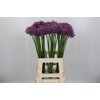 Allium Gladiator