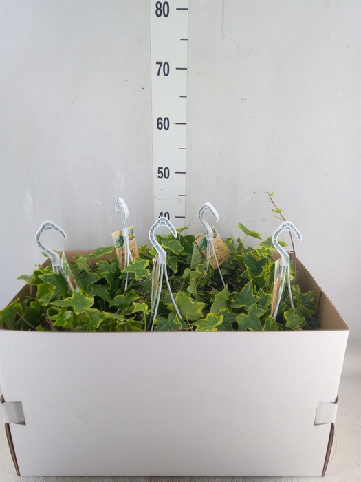 <h4>Hedera helix 'Goldchild'</h4>