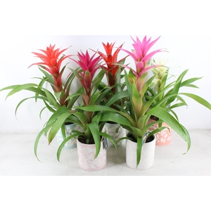 arr3 BS - Ker. pot sevilla bromelia mix