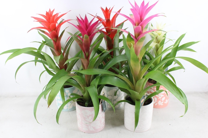 <h4>arr3 BS - Ker. pot sevilla bromelia mix</h4>