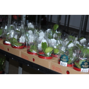 HOYA KERRII P11 MULTI FOLHAS
