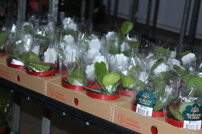 <h4>HOYA KERRII P11 MULTI FOLHAS</h4>