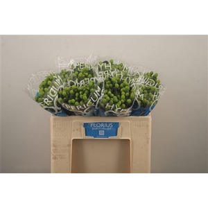 Hyp Coco Bamboo Green