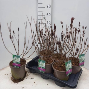 WEIG BRISTOL SNOWFLA