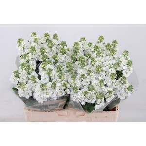 MATTH CENTUM WHITE