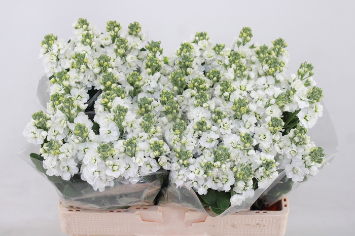 <h4>MATTH CENTUM WHITE</h4>
