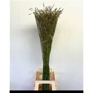 Sorghum A Panselaria