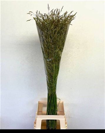 <h4>Sorghum A Panselaria</h4>