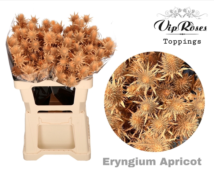 <h4>ERYNGIUM SUPERNOVA APRICOT 60cm</h4>