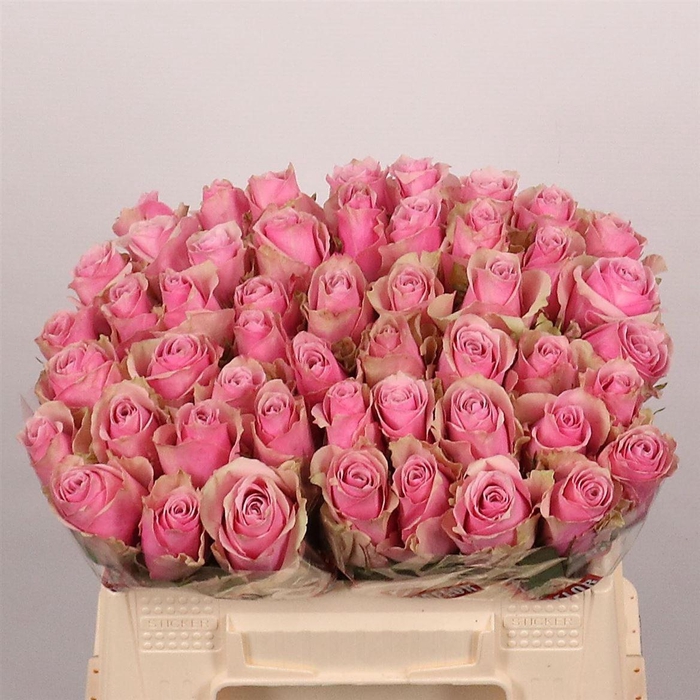 <h4>Rosa a grande fleur Athena Royale</h4>