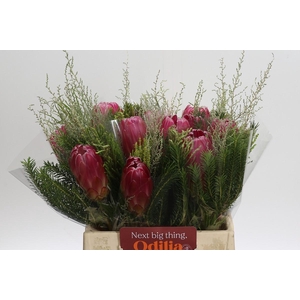 BQ Protea Brenda SFB