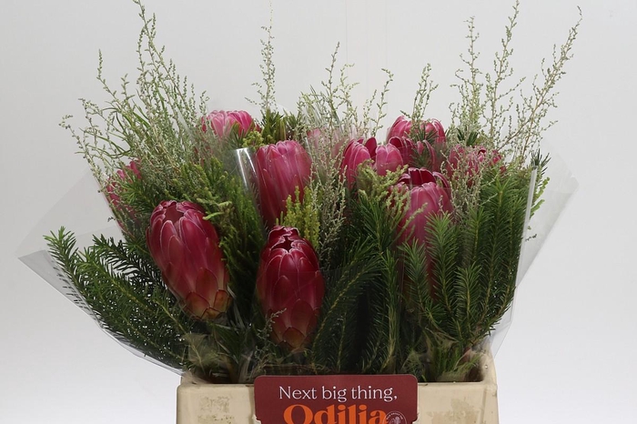<h4>BQ Protea Brenda SFB</h4>