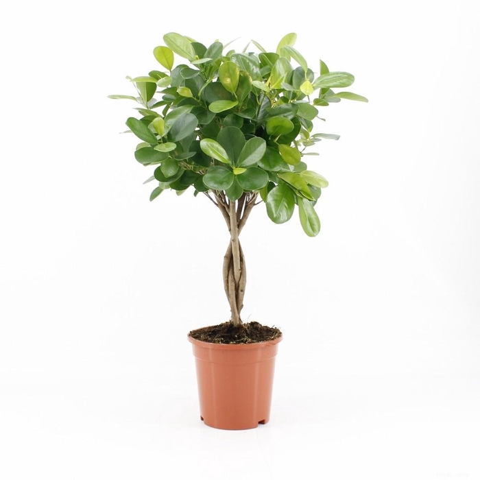 <h4>FIC MI MOCLAME</h4>