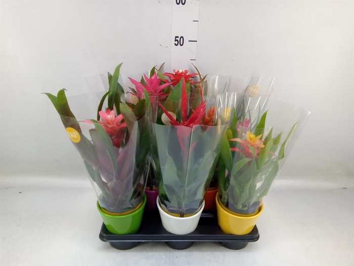 <h4>Bromelia ...mix</h4>