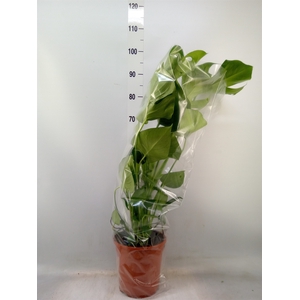 Monstera delic.