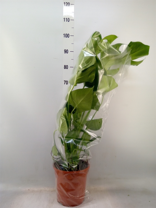 <h4>Monstera delic.</h4>