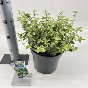 Euonymus Golden Harlequin