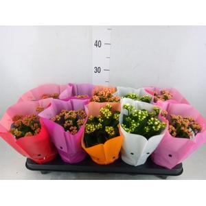 Kalanchoe blos. 'Perfecta'  ..mix 5