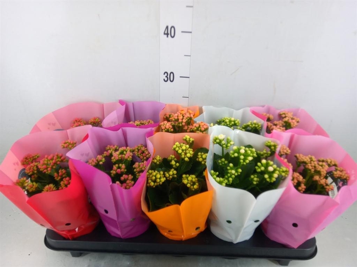 <h4>Kalanchoe blos. 'Perfecta'  ..mix 5</h4>