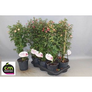 FUCHSIA OV