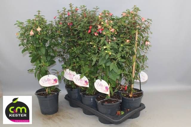 <h4>FUCHSIA OV</h4>