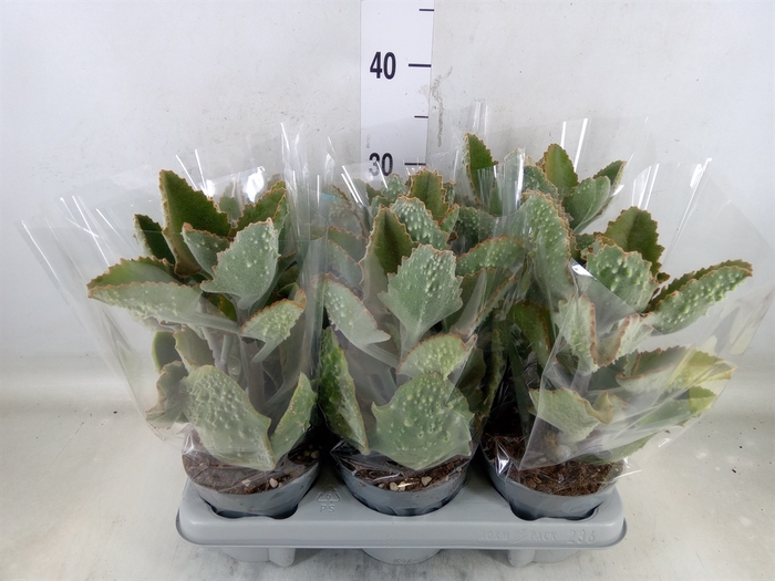 <h4>Kalanchoe NF beharensis</h4>