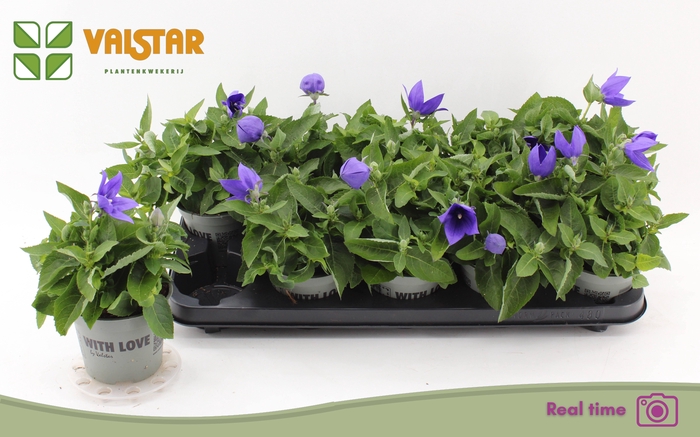 <h4>PLATYCO GR ASTRA BLU</h4>