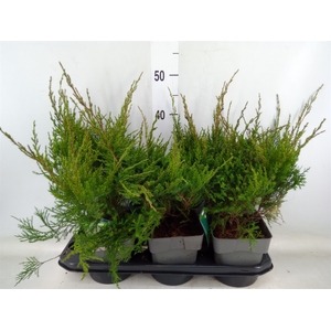 Juniperus pfitz. 'Mint Julep'