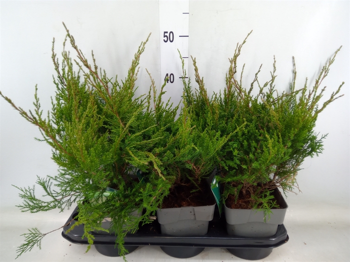 <h4>Juniperus pfitz. 'Mint Julep'</h4>