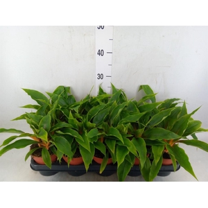 Chlorophytum orchi. 'Green Orange'