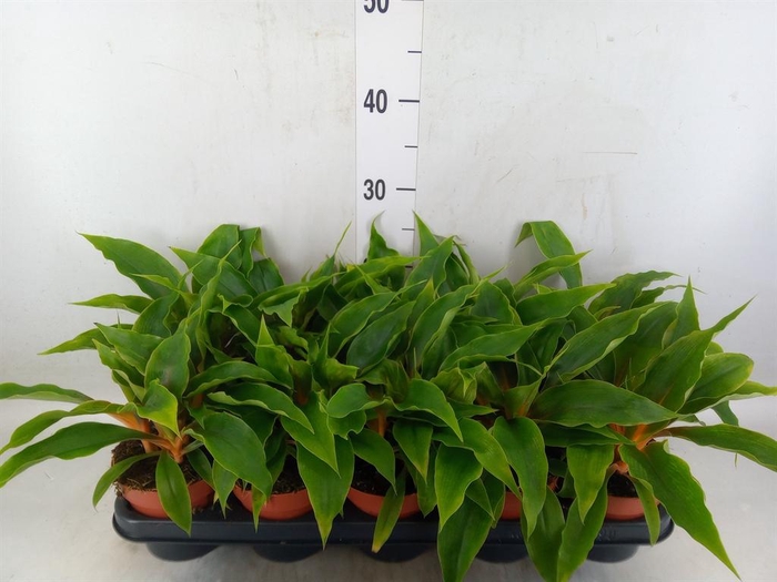 <h4>Chlorophytum orchi. 'Green Orange'</h4>