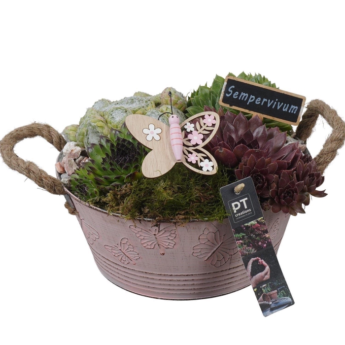 <h4>Arr.  Sempervivum L%</h4>