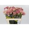Blushing Bride Pink 2/5 Flowers