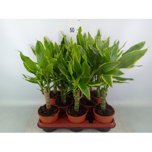 Dracaena frag. 'Golden Coast'