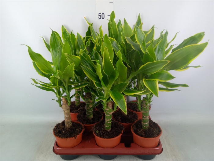 <h4>Dracaena frag. 'Golden Coast'</h4>