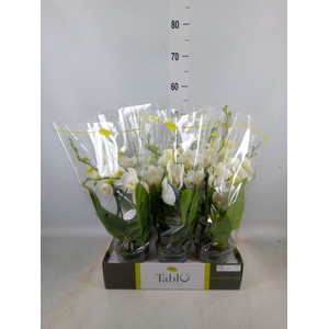 Phalaenopsis   ...white