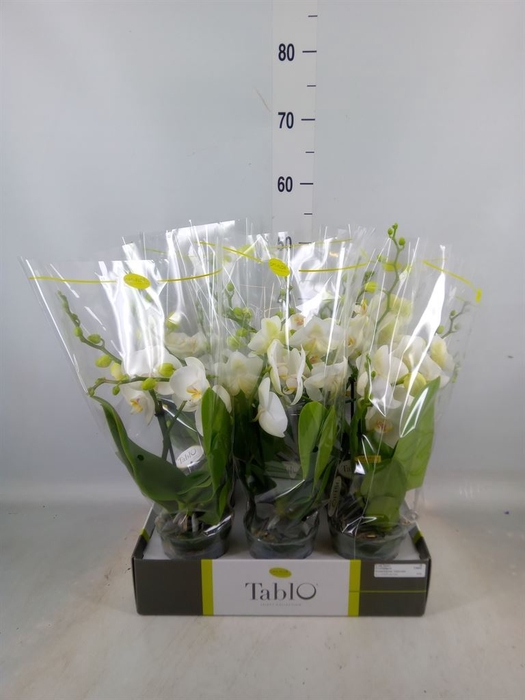<h4>Phalaenopsis   ...white</h4>
