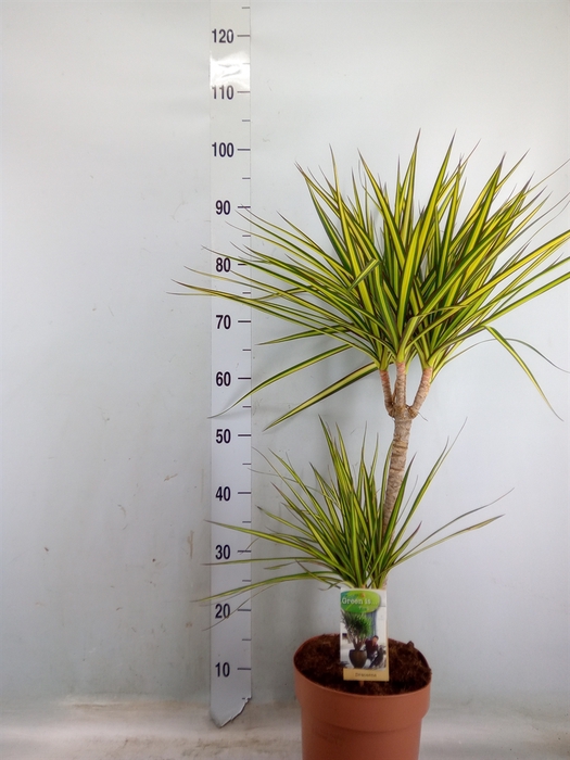 <h4>Dracaena marg. 'Sunray'</h4>