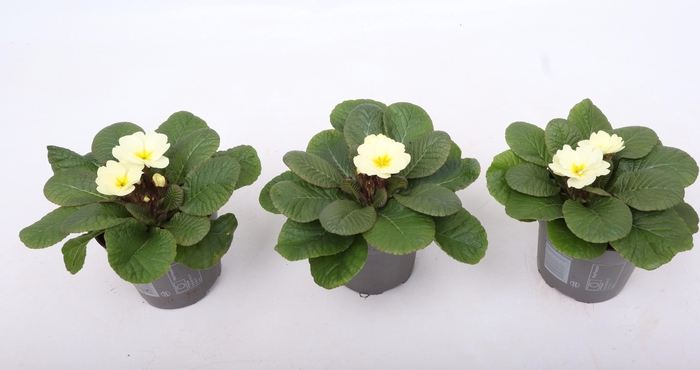 <h4>Primula Ac Op Kleur Candy Vanilla Yellow</h4>