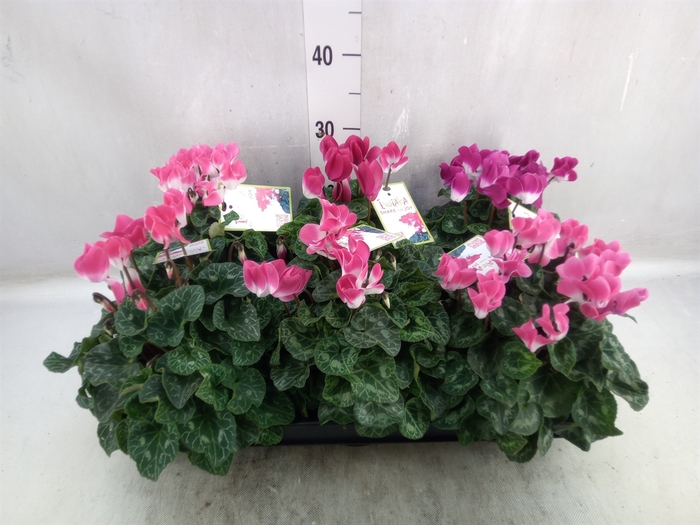 <h4>Cyclamen MD 'Indiaka'</h4>