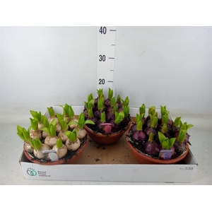 Hyacinthus orie. 'Pearl'  ...mix  3
