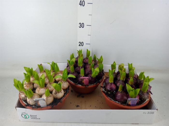 <h4>Hyacinthus orie. 'Pearl'  ...mix  3</h4>