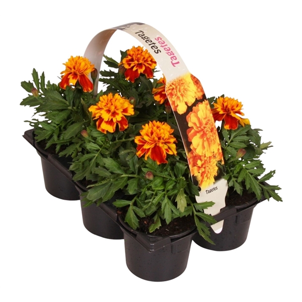 <h4>Tagetes Patula bruin 6p</h4>