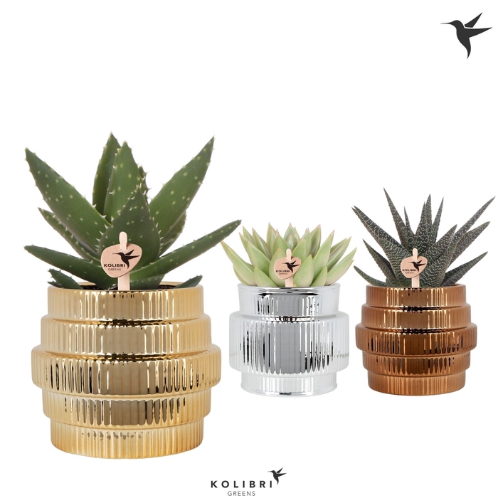 <h4>Kolibri Greens Succulenten mix in Allure Shiny pot mix</h4>