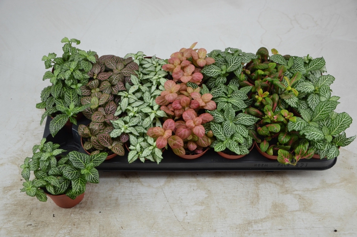 <h4>FITT GEM 7 KL</h4>