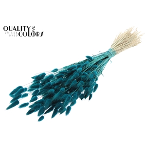 Lagurus per bunch Turquoise