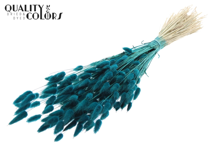 Lagurus per bunch Turquoise