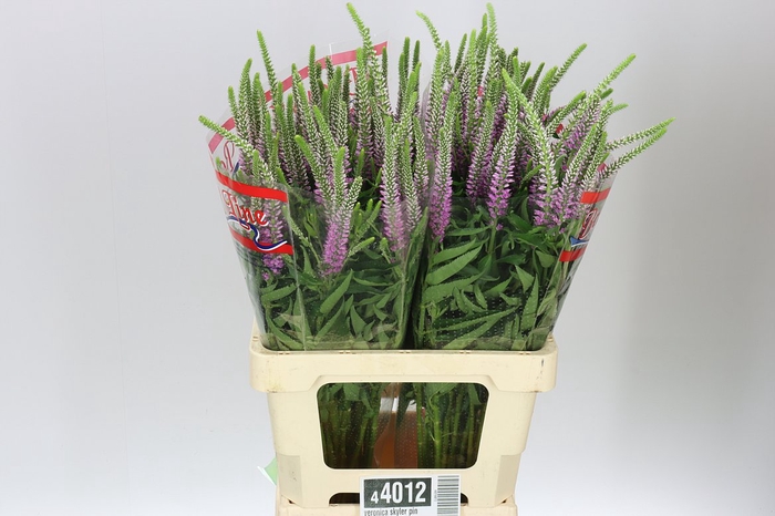 <h4>Veronica Skyler Pink</h4>