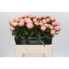 Paeonia Pillow Talk