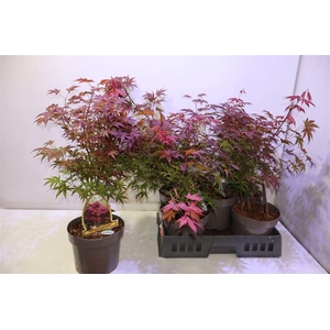 Acer Pa Atropurpureu